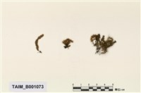 藏品(土佐平苔)的圖片